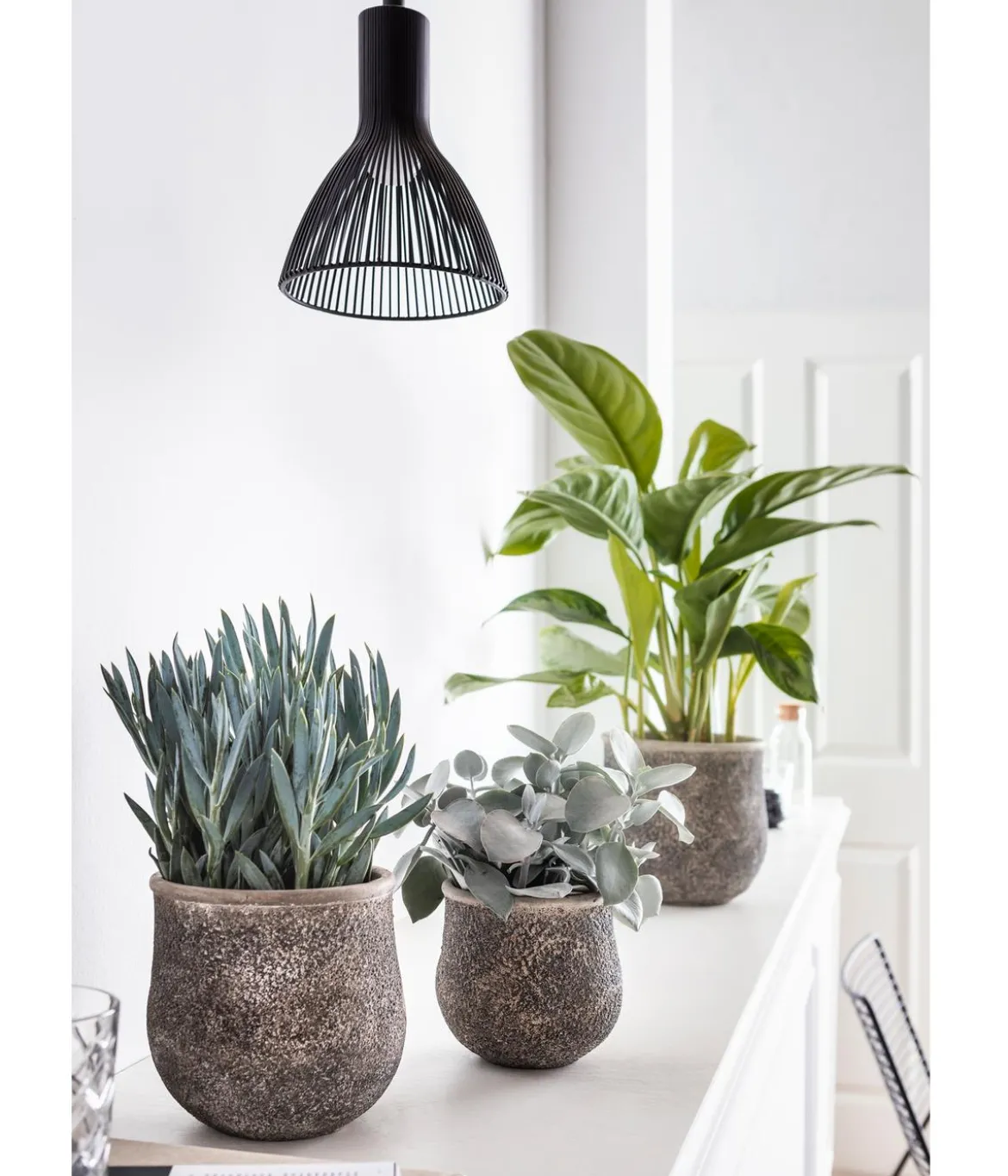 Kolbenfaden - Aglaonema commutatum 'Silver Bay'