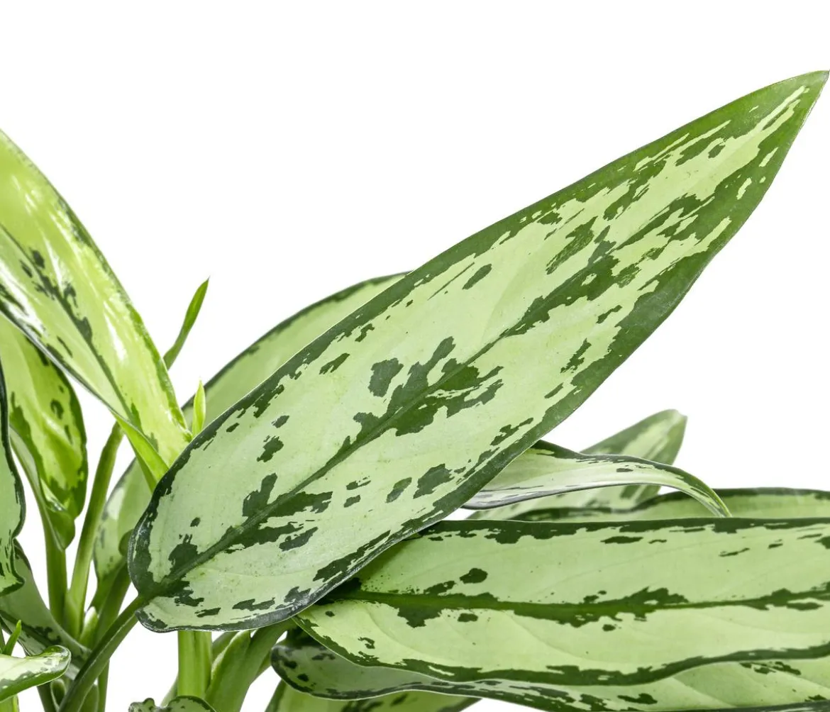 Kolbenfaden - Aglaonema cultivars 'Cutlass'