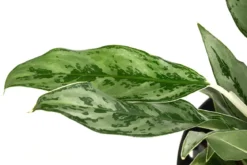 Kolbenfaden - Aglaonema 'Greyhound', Hydrokultur