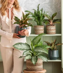 Kolbenfaden - Aglaonema 'Greyhound', Hydrokultur