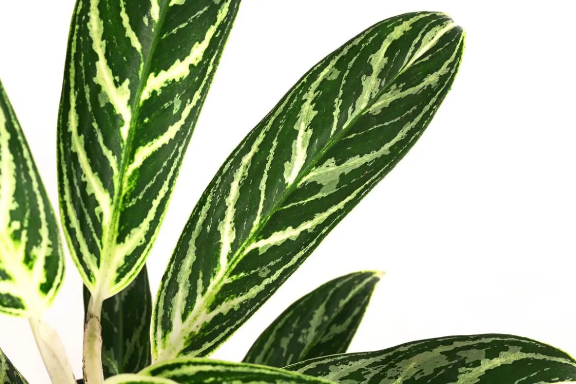 Kolbenfaden - Aglaonema 'Ivy Green', Hydrokultur