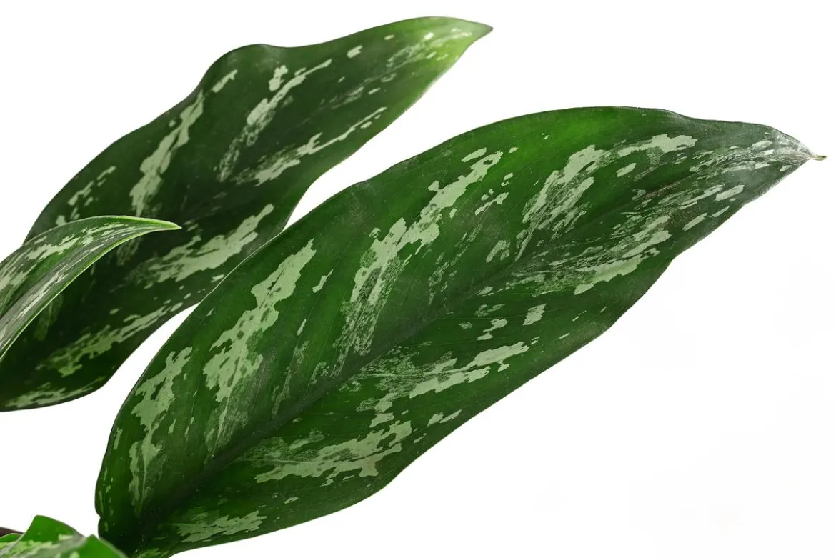 Kolbenfaden - Aglaonema 'Maria', Hydrokultur