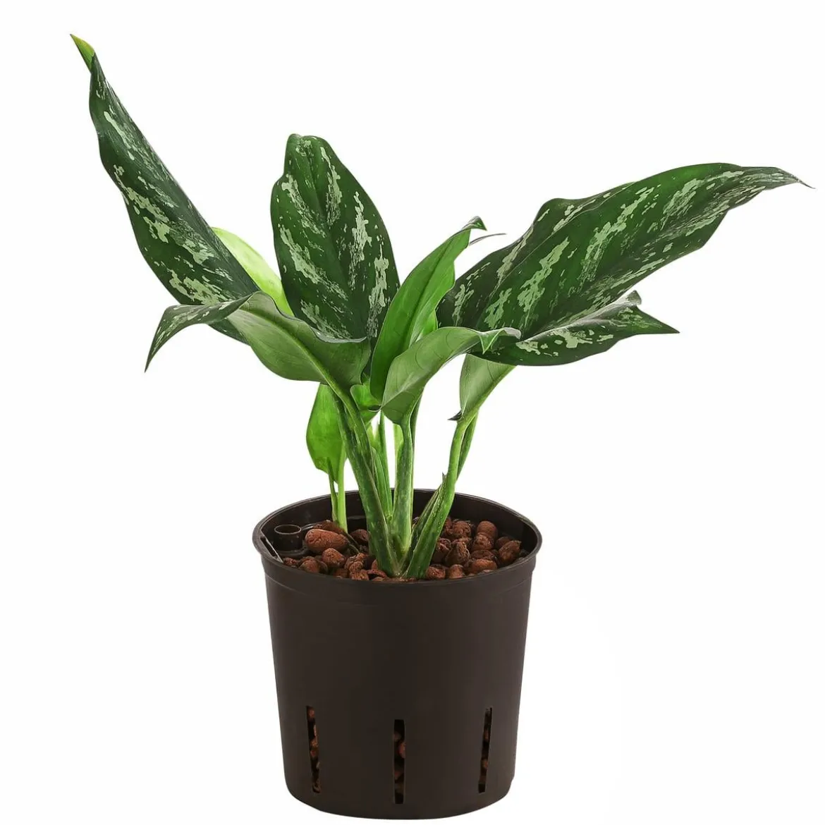 Kolbenfaden - Aglaonema 'Maria', Hydrokultur