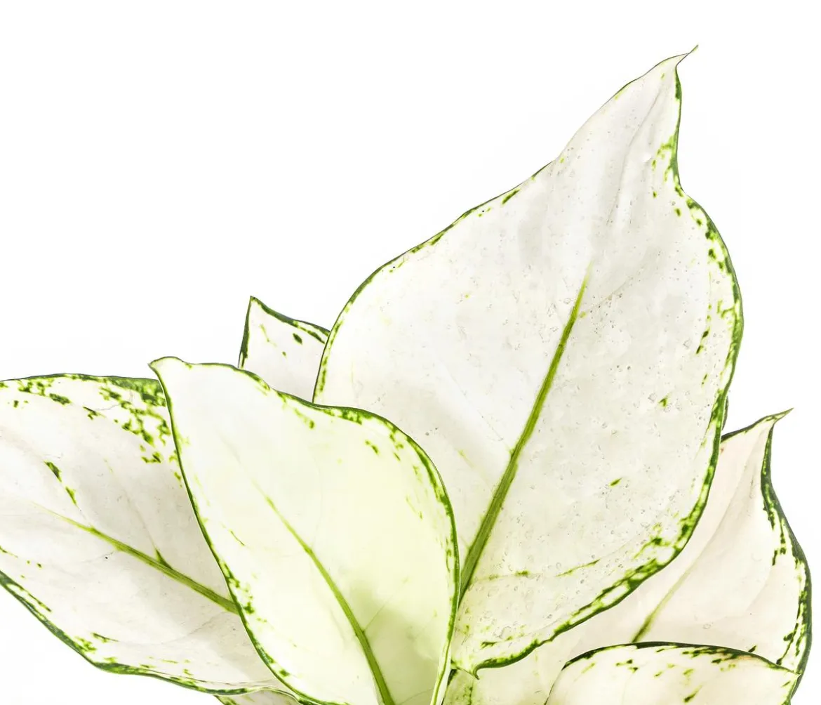 Kolbenfaden - Aglaonema 'White Joy'