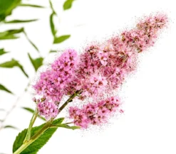 Kolbenspiere 'Triumphans'