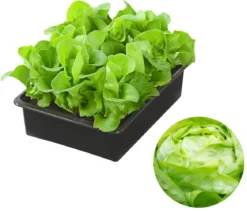 Kopfsalat, 12er Schale