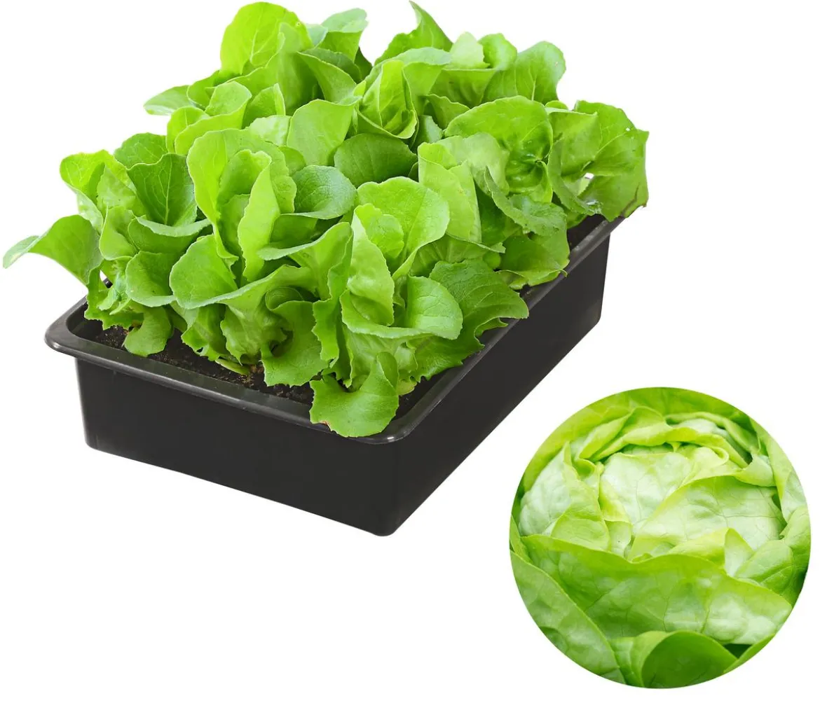 Kopfsalat, 12er Schale