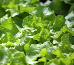 Kopfsalat, 12er Schale