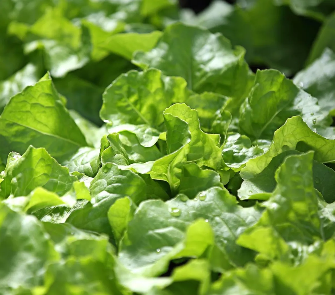 Kopfsalat, 12er Schale