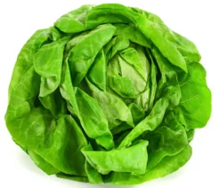 Kopfsalat, 12er Schale