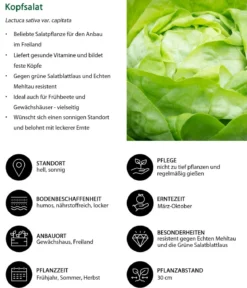 Kopfsalat, 12er Schale