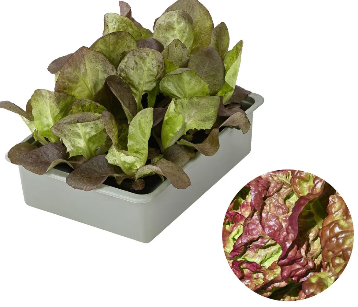 Kopfsalat Rotkäppchen, lausresistent, 12er Schale