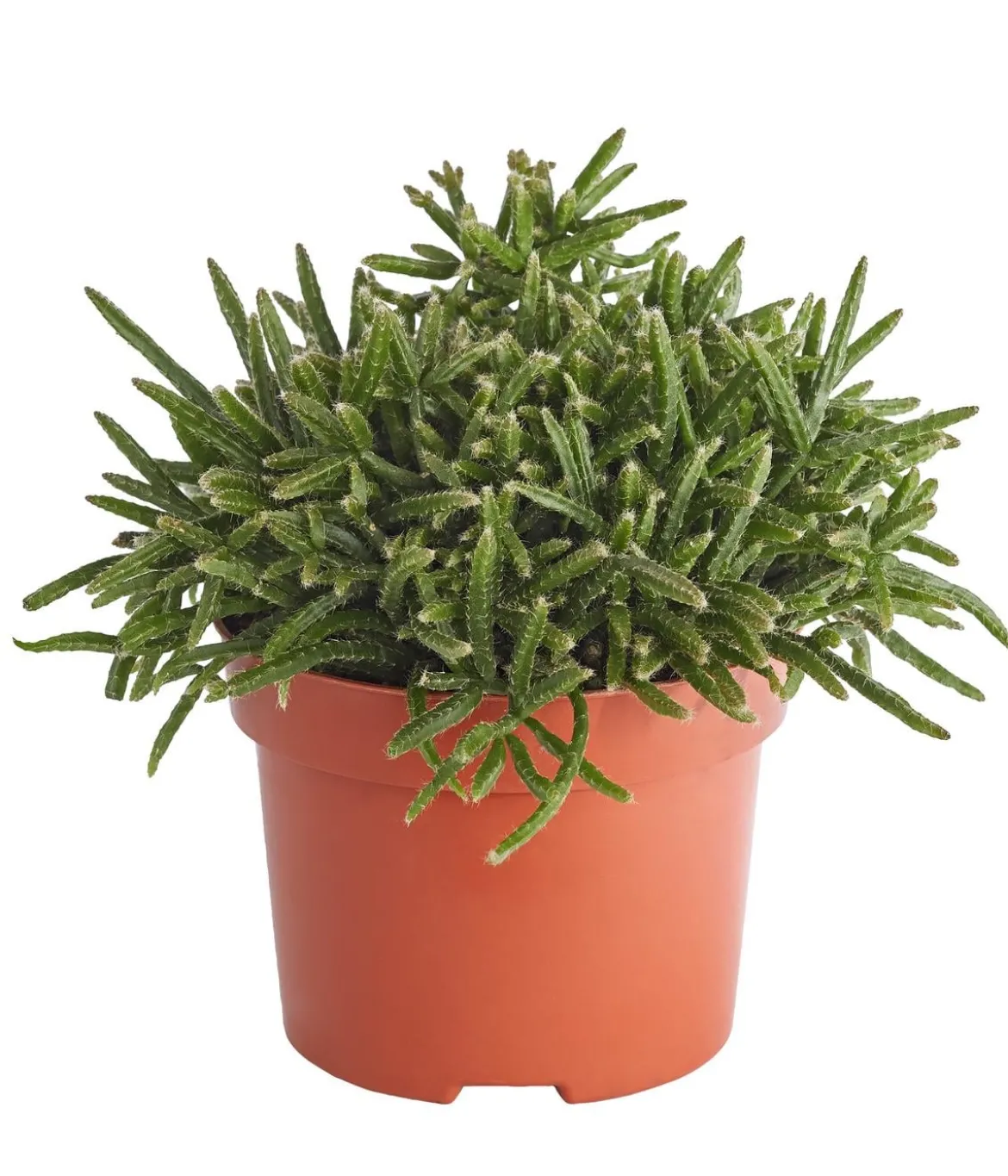 Korallenkaktus - Rhipsalis cassutha, verschiedene Sorten