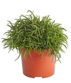 Korallenkaktus - Rhipsalis cassutha, verschiedene Sorten