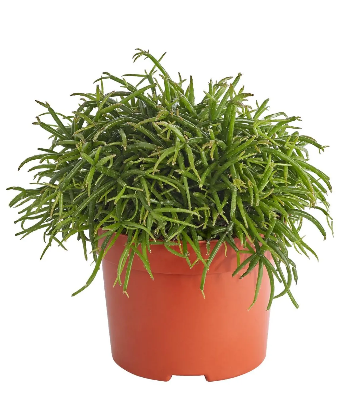 Korallenkaktus - Rhipsalis cassutha, verschiedene Sorten