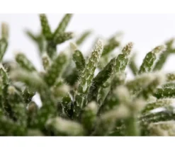 Korallenkaktus - Rhipsalis cassutha, verschiedene Sorten