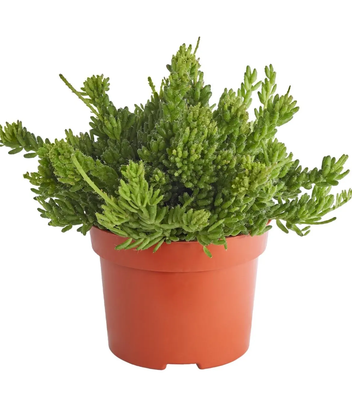 Korallenkaktus - Rhipsalis cassutha, verschiedene Sorten