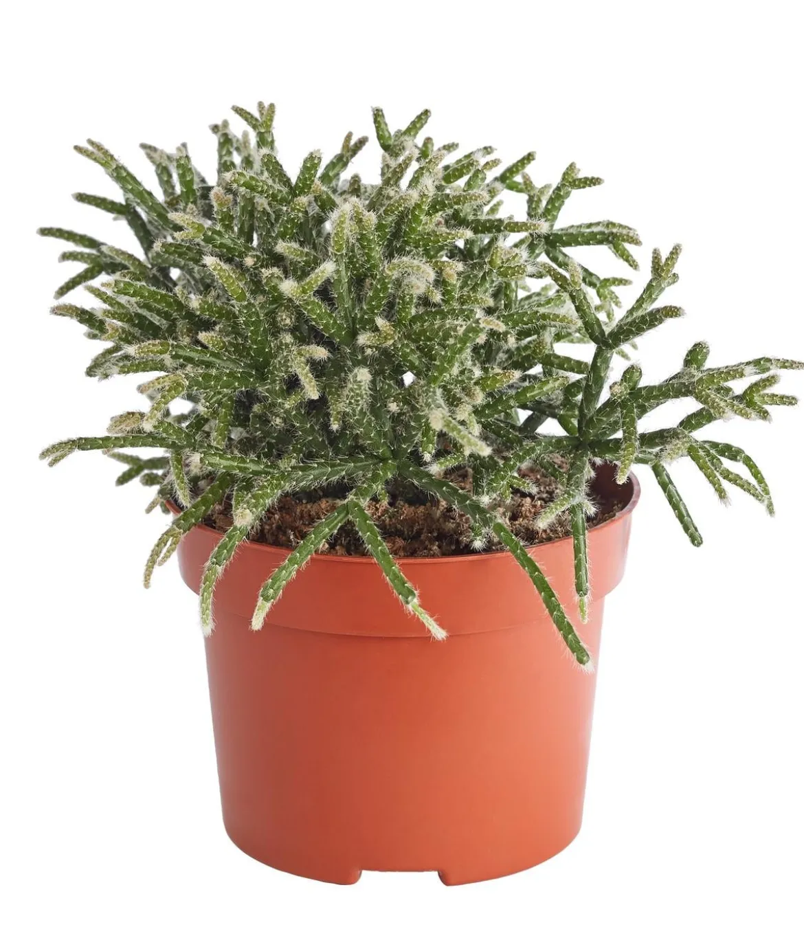 Korallenkaktus - Rhipsalis cassutha, verschiedene Sorten