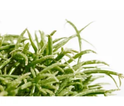 Korallenkaktus - Rhipsalis cassutha, verschiedene Sorten