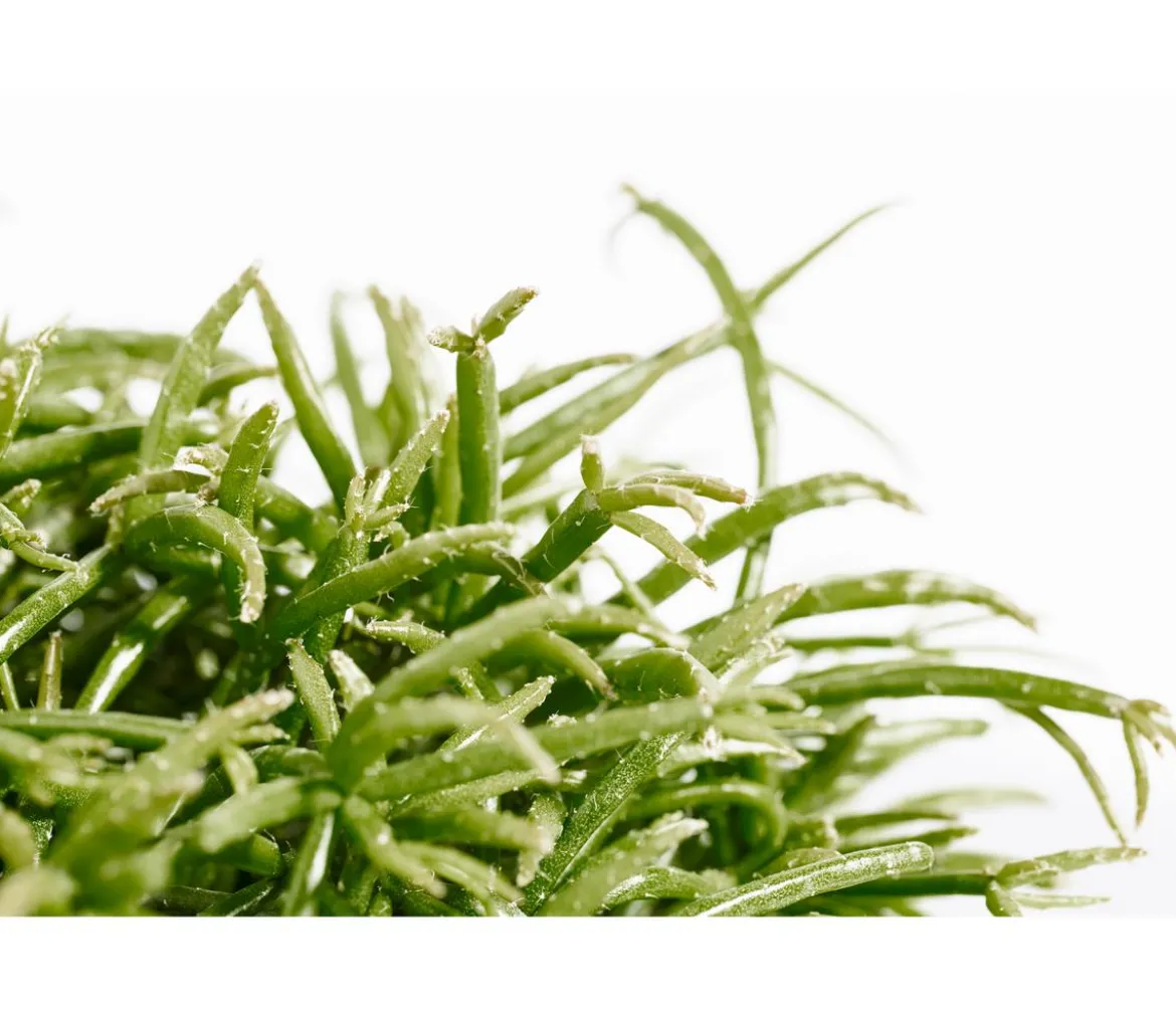 Korallenkaktus - Rhipsalis cassutha, verschiedene Sorten