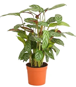 Korbmarante - Calathea 'Compactstar'