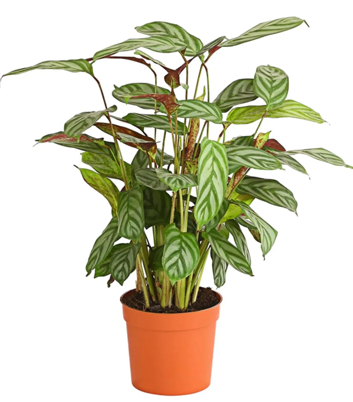 Korbmarante - Calathea 'Compactstar'