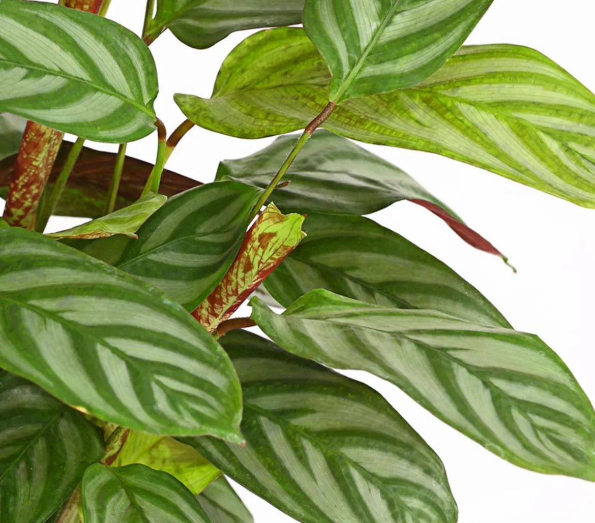 Korbmarante - Calathea 'Compactstar'