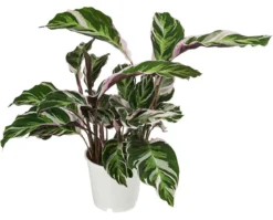 Korbmarante - Calathea cultivars 'White Fusion'