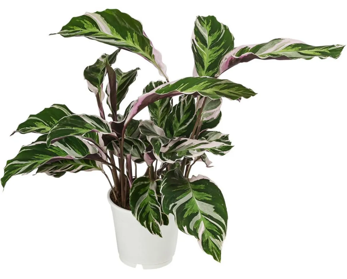 Korbmarante - Calathea cultivars 'White Fusion'