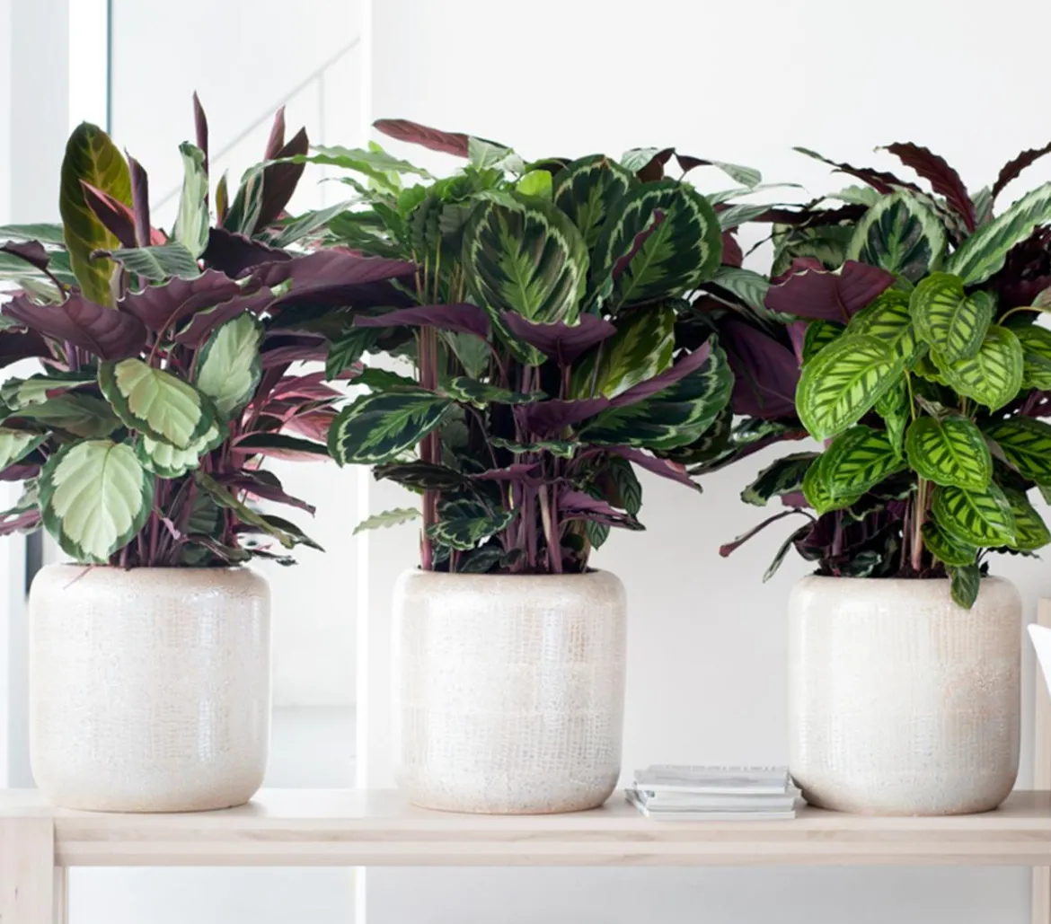 Korbmarante - Calathea cultivars, verschiedene Sorten