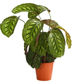 Korbmarante - Calathea cultivars, verschiedene Sorten