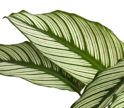 Korbmarante - Calathea cultivars, verschiedene Sorten