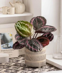 Korbmarante - Calathea 'Dottie'