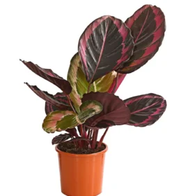 Korbmarante - Calathea 'Dottie'