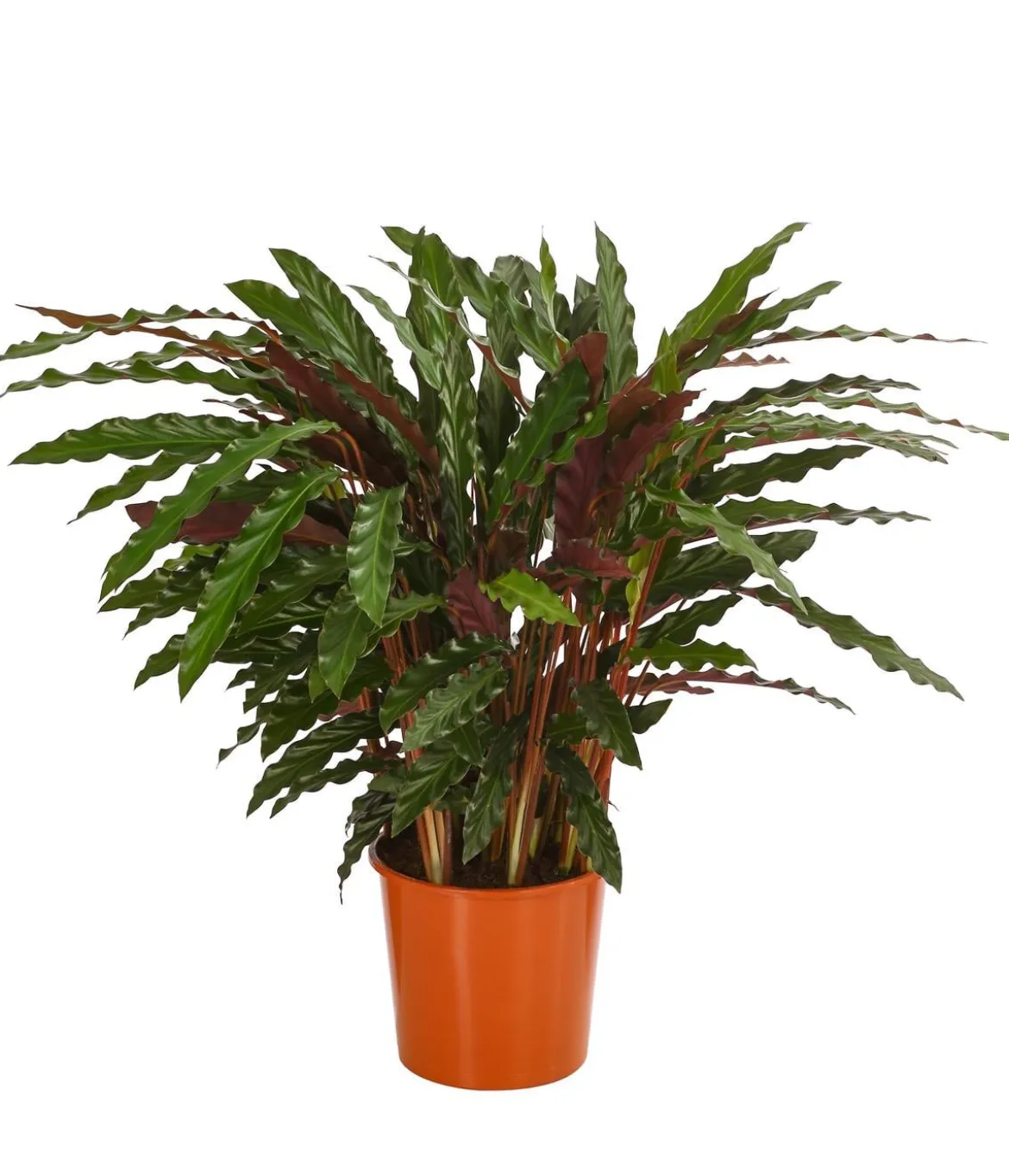 Korbmarante - Calathea 'Elger Grass'