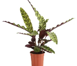 Korbmarante - Calathea lancifolia