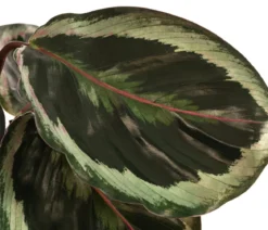 Korbmarante - Calathea 'Marion'