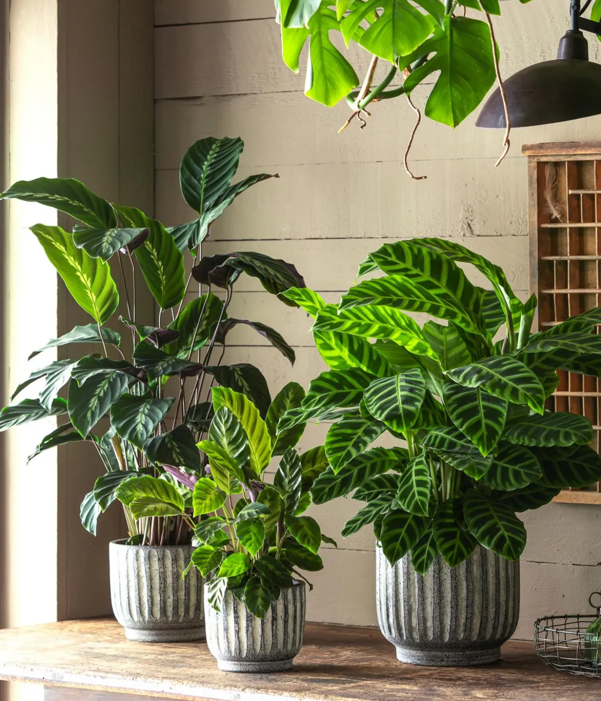 Korbmarante - Calathea 'Misto'