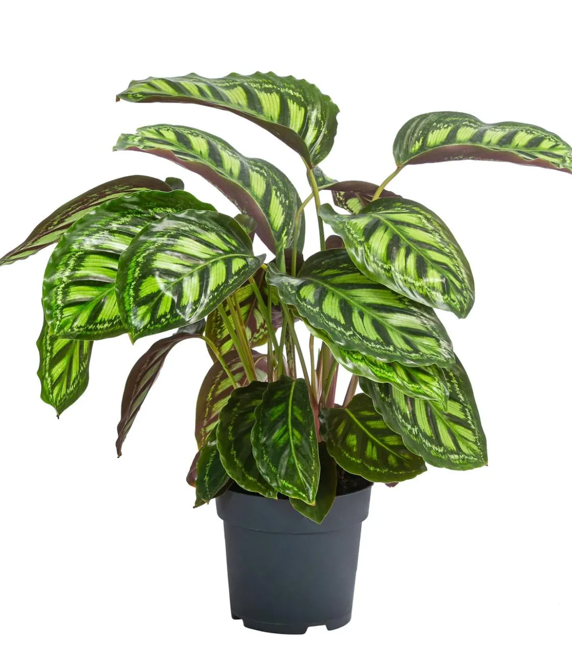 Korbmarante - Calathea 'Moonlight'