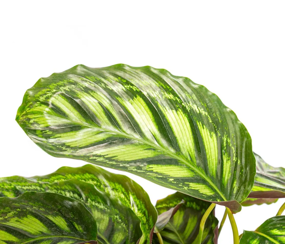 Korbmarante - Calathea 'Moonlight'