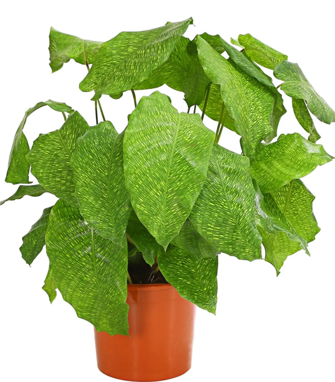 Korbmarante - Calathea mosaica