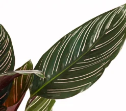Korbmarante - Calathea ornata