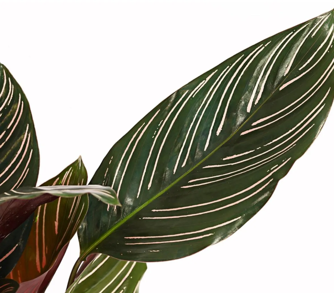 Korbmarante - Calathea ornata