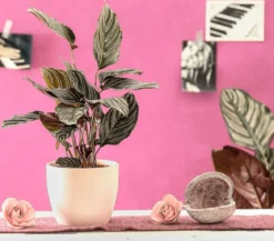Korbmarante - Calathea ornata