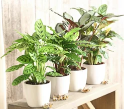 Korbmarante - Calathea picturata