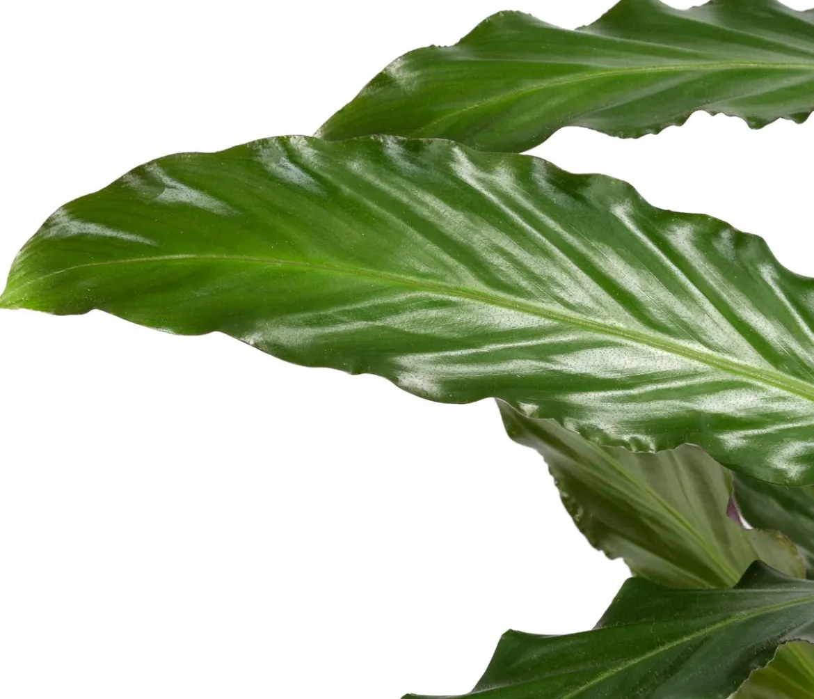 Korbmarante - Calathea rufibarba