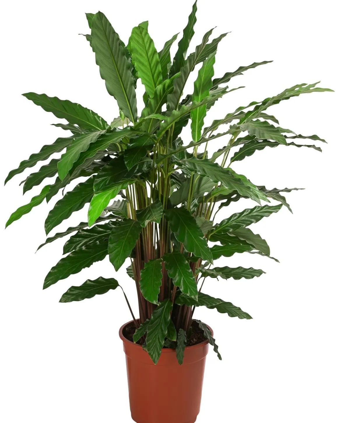 Korbmarante - Calathea 'Tropistar'