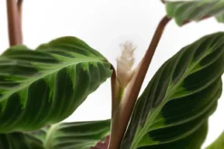 Korbmarante - Calathea warscewiczii