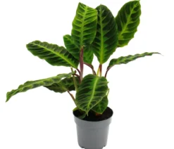 Korbmarante - Calathea warscewiczii