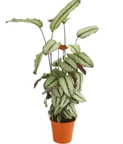 Korbmarante - Calathea 'Whitestar'